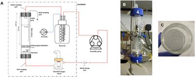 Small-Scale Fluidized Bed Bioreactor for Long-Term Dynamic Culture of 3D Cell Constructs and in vitro Testing